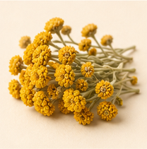 Immortelle