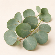 Eucalyptus
