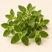 Oregano