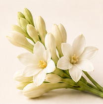 Tuberose